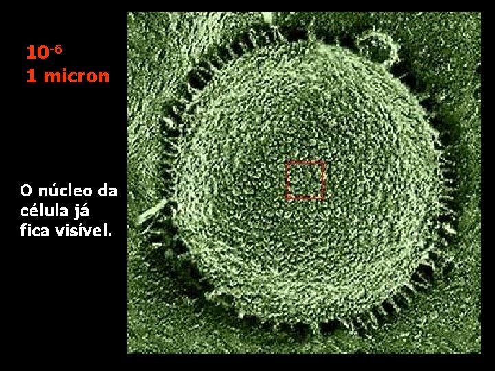 10 -6 1 micron O núcleo da célula já fica visível. 
