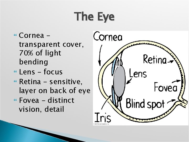 The Eye Cornea – transparent cover, 70% of light bending Lens – focus Retina
