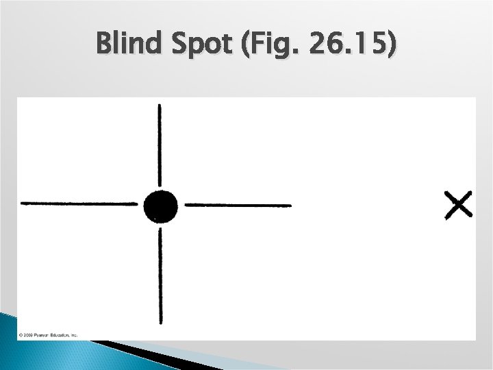 Blind Spot (Fig. 26. 15) 