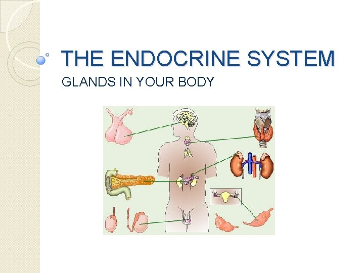 THE ENDOCRINE SYSTEM GLANDS IN YOUR BODY 