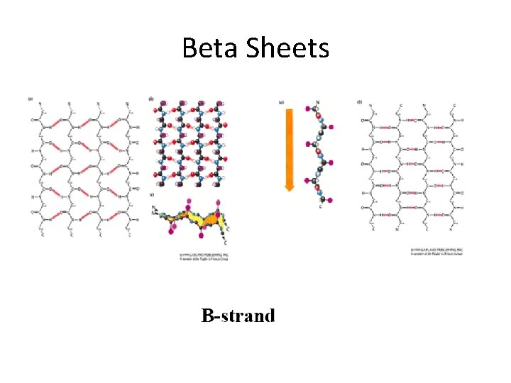 Beta Sheets 