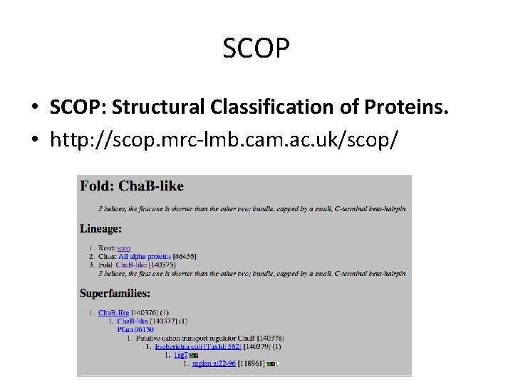 SCOP • SCOP: Structural Classification of Proteins. • http: //scop. mrc-lmb. cam. ac. uk/scop/