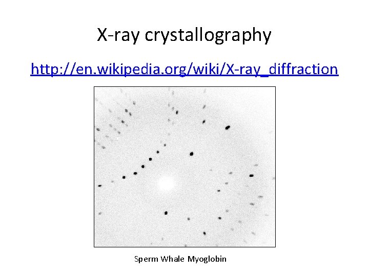 X-ray crystallography http: //en. wikipedia. org/wiki/X-ray_diffraction Sperm Whale Myoglobin 