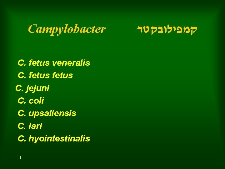 Campylobacter C. fetus veneralis C. fetus C. jejuni C. coli C. upsaliensis C. lari