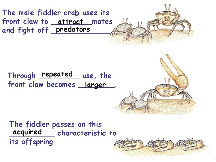 The male fiddler crab uses its front claw to _____mates attract predators and fight