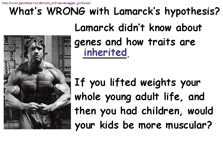 http: //www. geocities. com/arnold_schwarzenegger_pictures/ What’s WRONG with Lamarck’s hypothesis? Lamarck didn’t know about genes