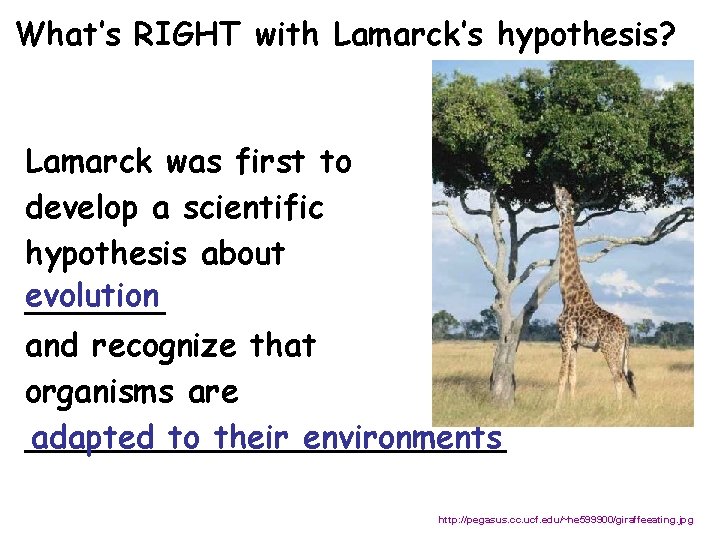 What’s RIGHT with Lamarck’s hypothesis? Lamarck was first to develop a scientific hypothesis about