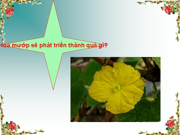 Hoa mướp sẽ phát triển thành quả gì? 