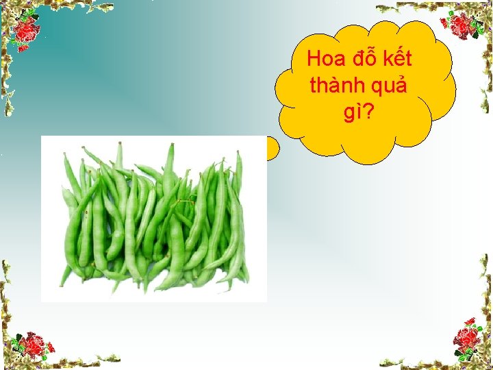 Hoa đỗ kết thành quả gì? 