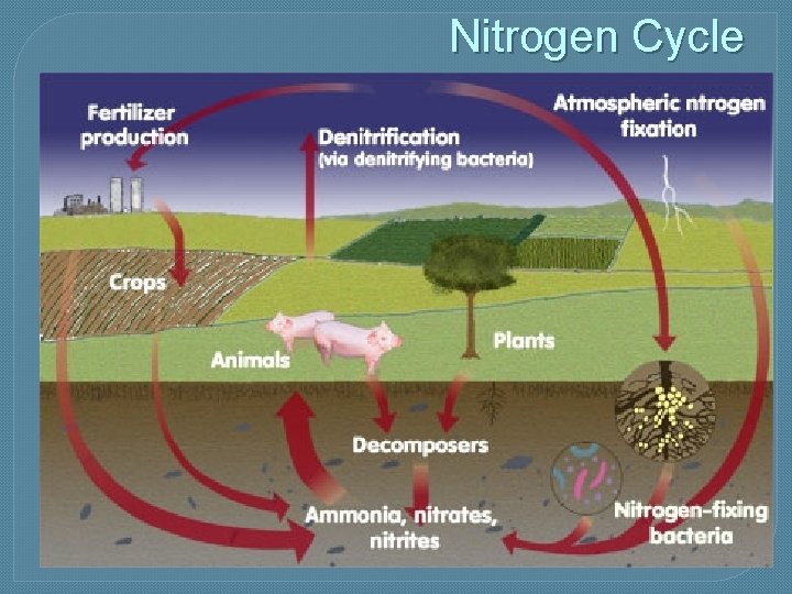 Nitrogen Cycle 