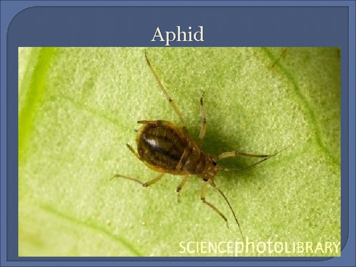 Aphid 