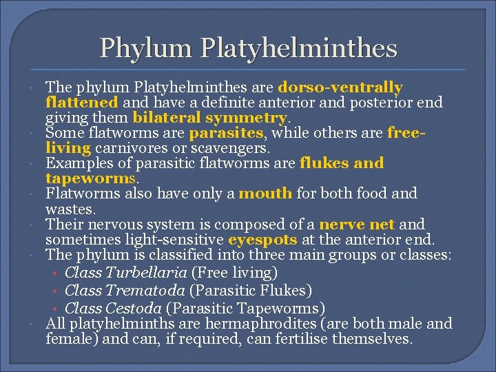 Phylum Platyhelminthes The phylum Platyhelminthes are dorso-ventrally flattened and have a definite anterior and