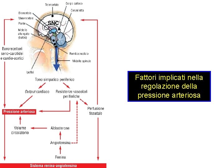 Fattori implicati nella regolazione della pressione arteriosa 