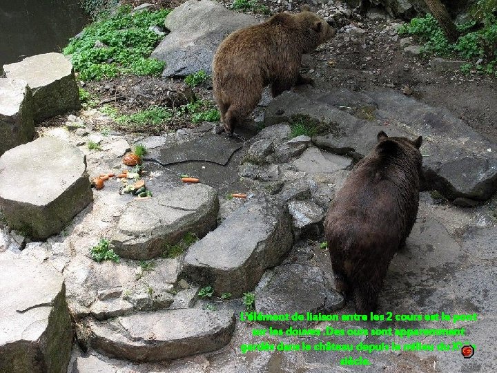 Un couple d’ours vivant dans les douves du Château de Ceský L'élément de liaison