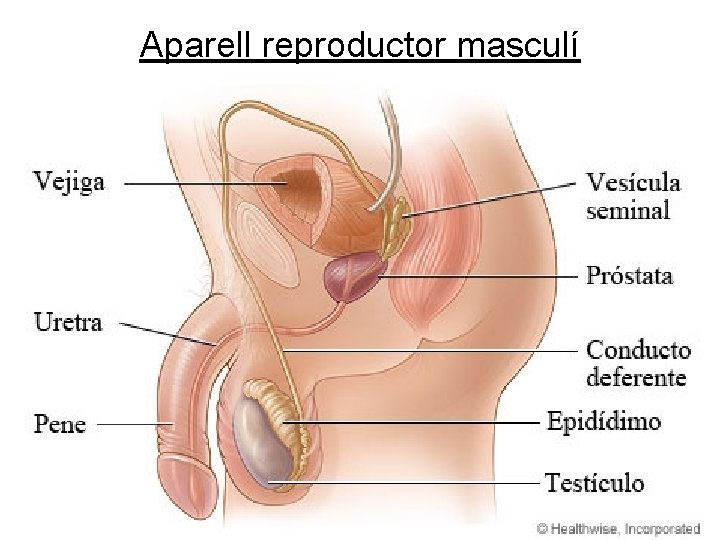 Aparell reproductor masculí 