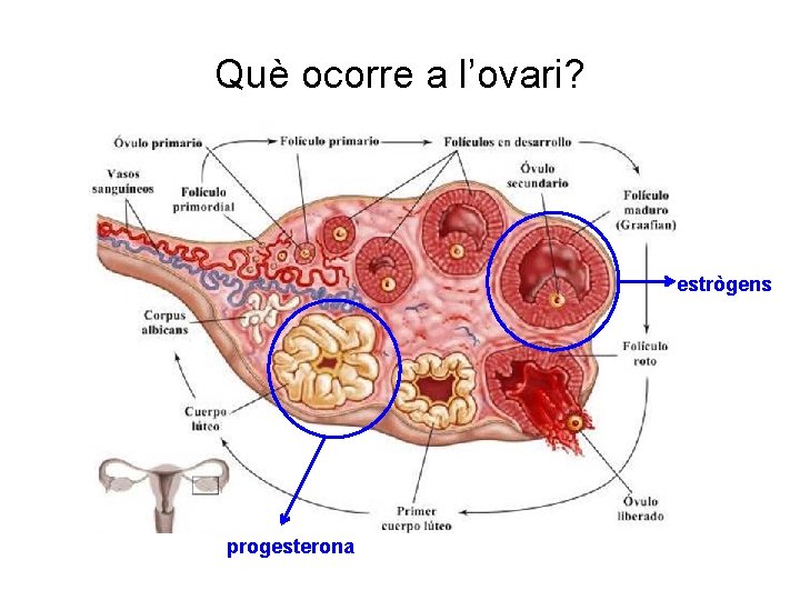 Què ocorre a l’ovari? estrògens progesterona 