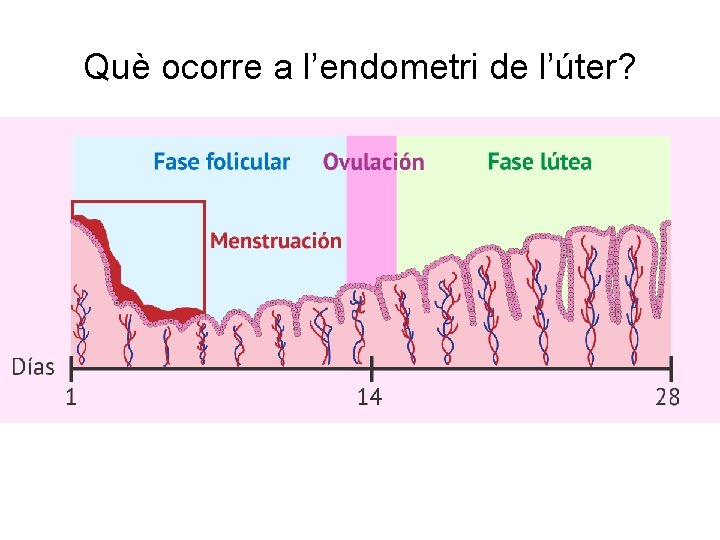 Què ocorre a l’endometri de l’úter? 