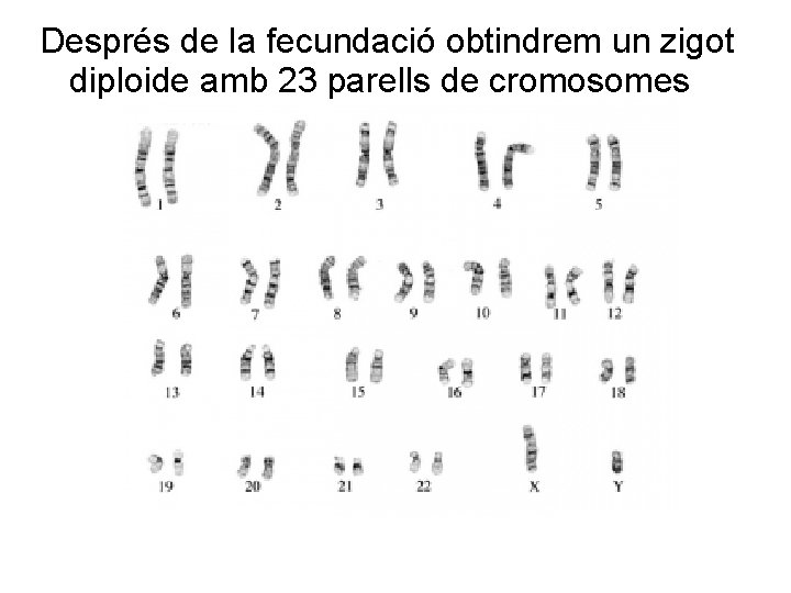 Després de la fecundació obtindrem un zigot diploide amb 23 parells de cromosomes 