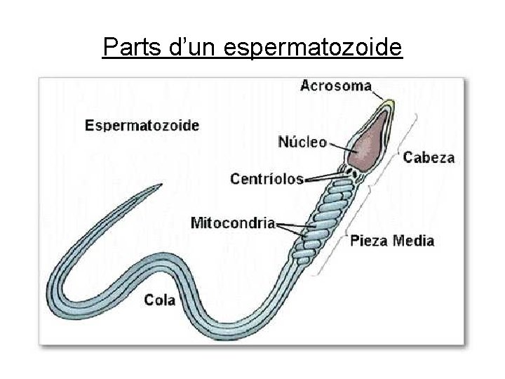 Parts d’un espermatozoide 