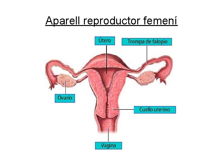 Aparell reproductor femení 