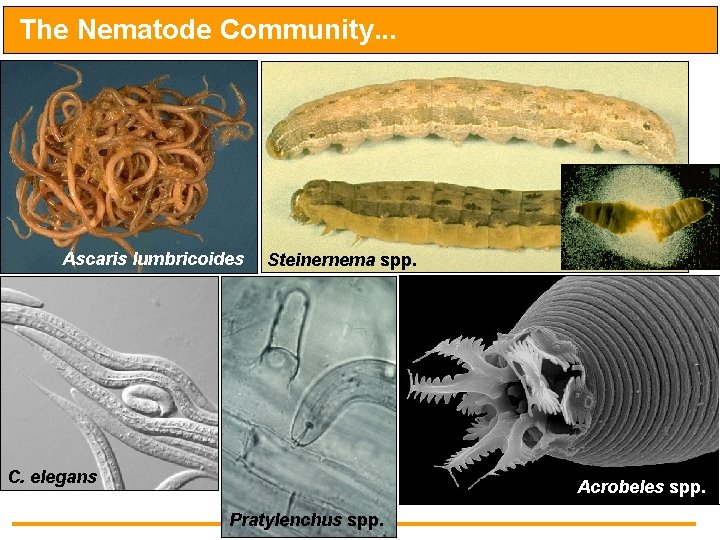 The Nematode Community. . . Ascaris lumbricoides Steinernema spp. C. elegans Acrobeles spp. Pratylenchus
