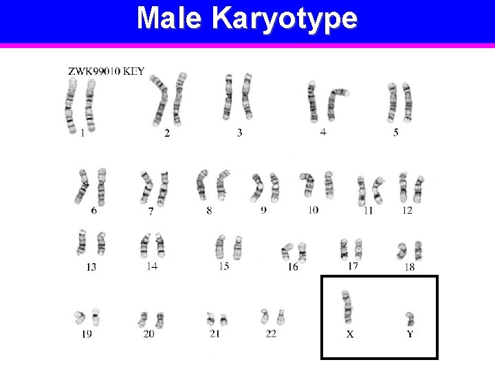 Male Karyotype 