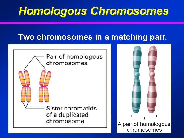 Homologous Chromosomes Two chromosomes in a matching pair. 