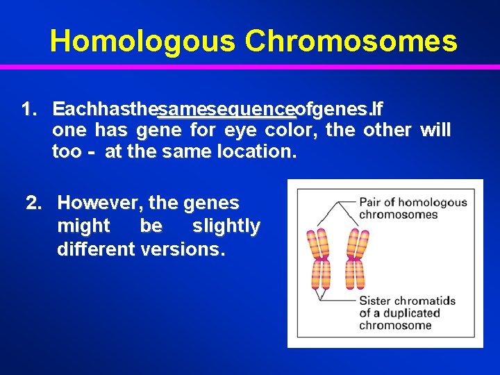 Homologous Chromosomes 1. Eachhasthesamesequenceofgenes. If one has gene for eye color, the other will