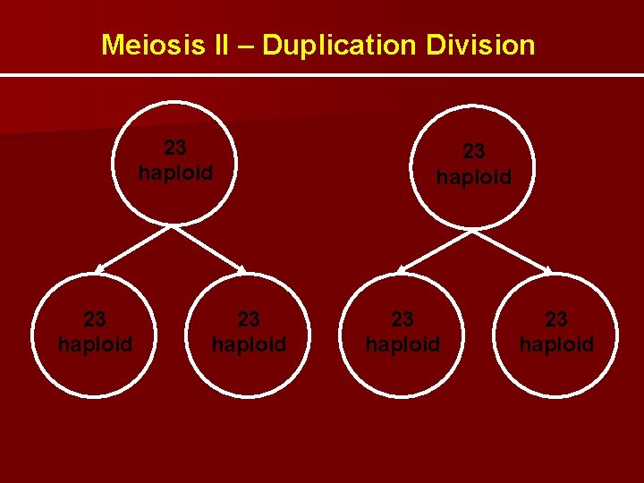 Meiosis II – Duplication Division 23 haploid 23 haploid 