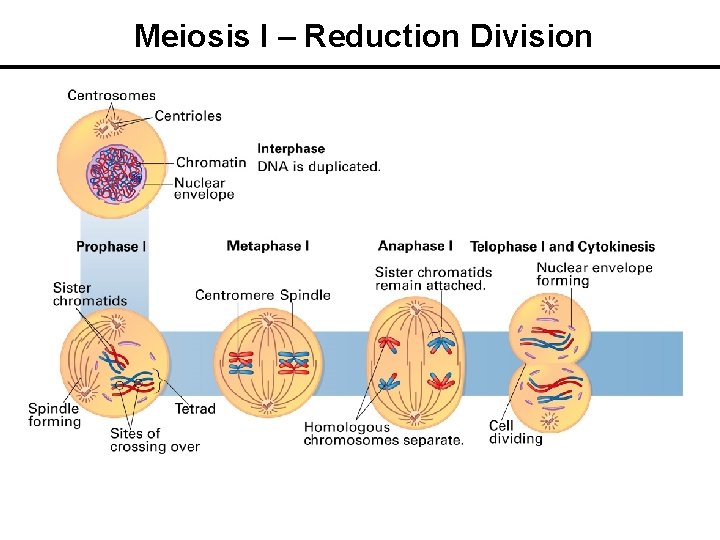 Meiosis I – Reduction Division 