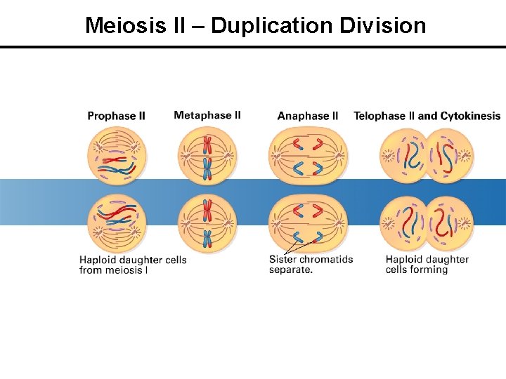 Meiosis II – Duplication Division 