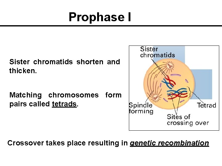 Prophase I Sister chromatids shorten and thicken. Matching chromosomes form pairs called tetrads. Crossover