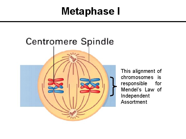 Metaphase I This alignment of chromosomes is responsible for Mendel’s Law of Independent Assortment