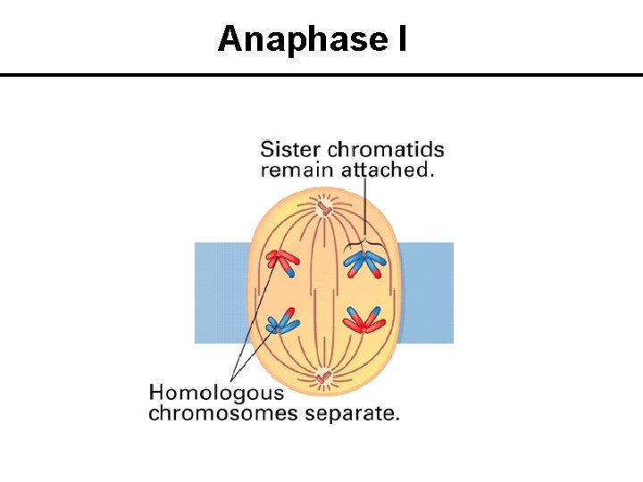 Anaphase I 