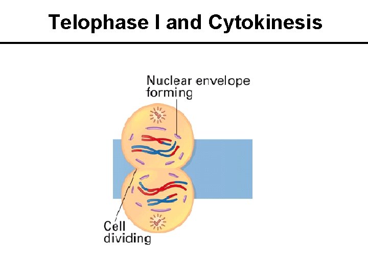 Telophase I and Cytokinesis 