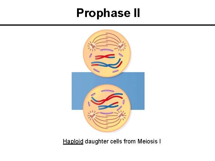Prophase II Haploid daughter cells from Meiosis I 