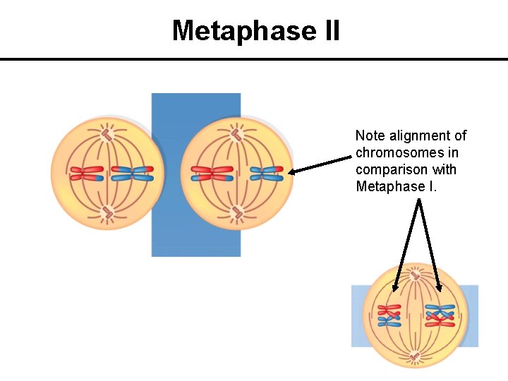 Metaphase II Note alignment of chromosomes in comparison with Metaphase I. 