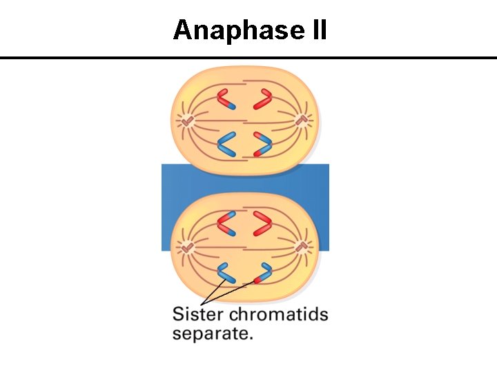 Anaphase II 