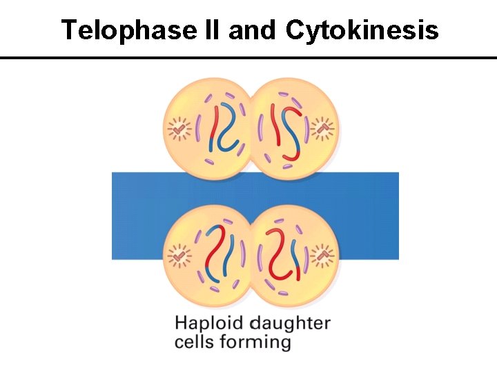 Telophase II and Cytokinesis 