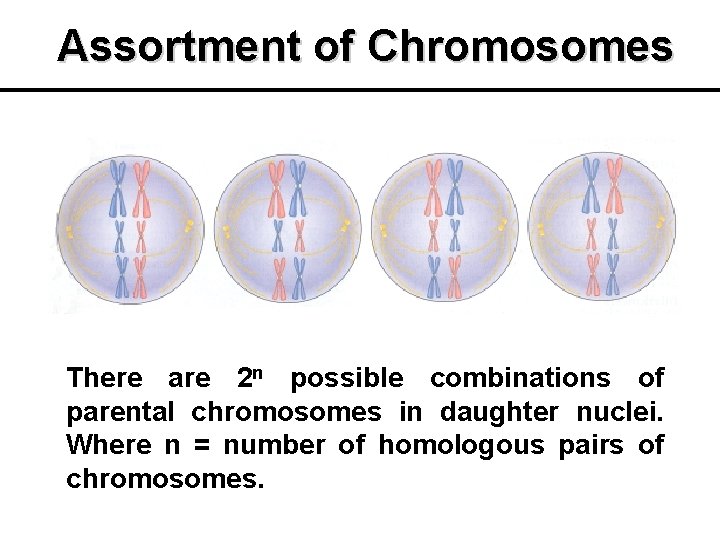 Assortment of Chromosomes There are 2 n possible combinations of parental chromosomes in daughter