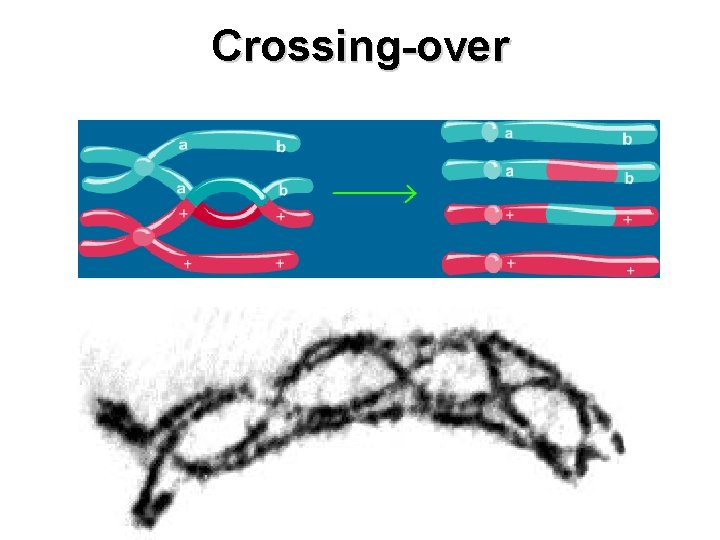 Crossing-over 