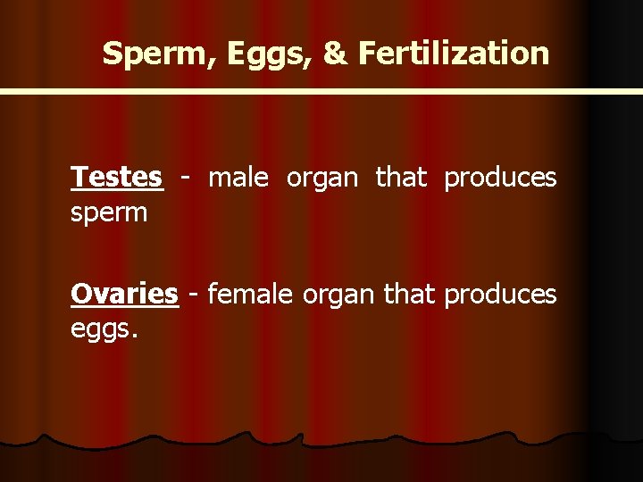 Sperm, Eggs, & Fertilization Testes - male organ that produces sperm Ovaries - female