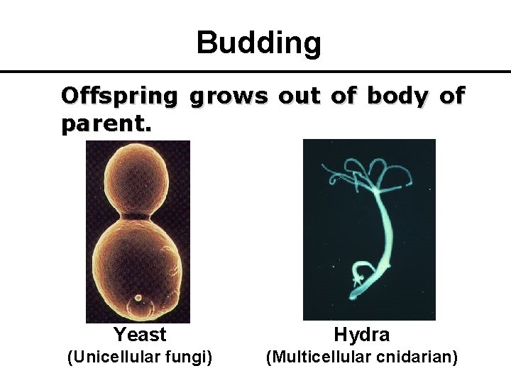 Budding Offspring grows out of body of parent. Yeast Hydra (Unicellular fungi) (Multicellular cnidarian)