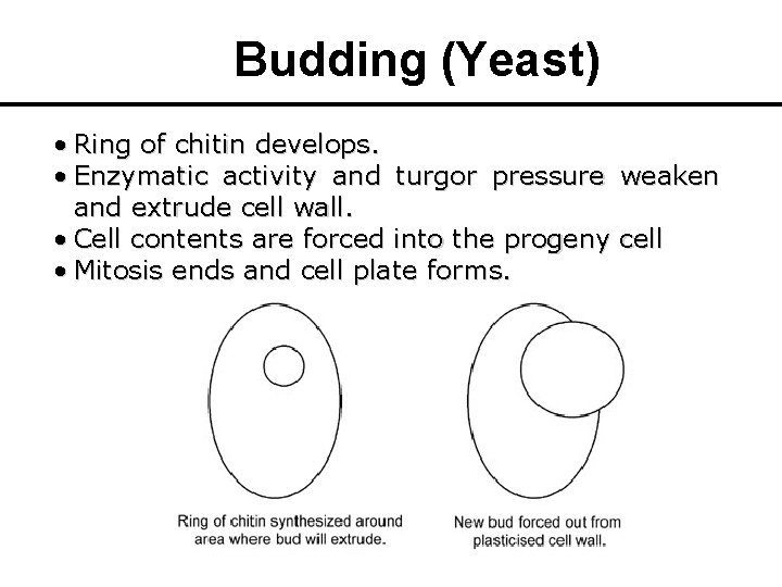 Budding (Yeast) • Ring of chitin develops. • Enzymatic activity and turgor pressure weaken