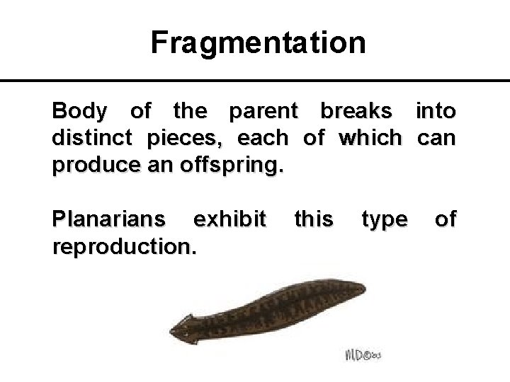 Fragmentation Body of the parent breaks into distinct pieces, each of which can produce