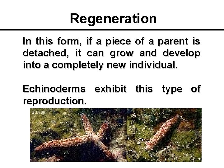 Regeneration In this form, if a piece of a parent is detached, it can