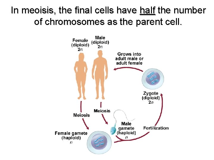 In meoisis, the final cells have half the number of chromosomes as the parent