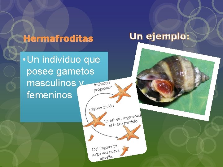 Hermafroditas • Un individuo que posee gametos masculinos y femeninos Un ejemplo: 