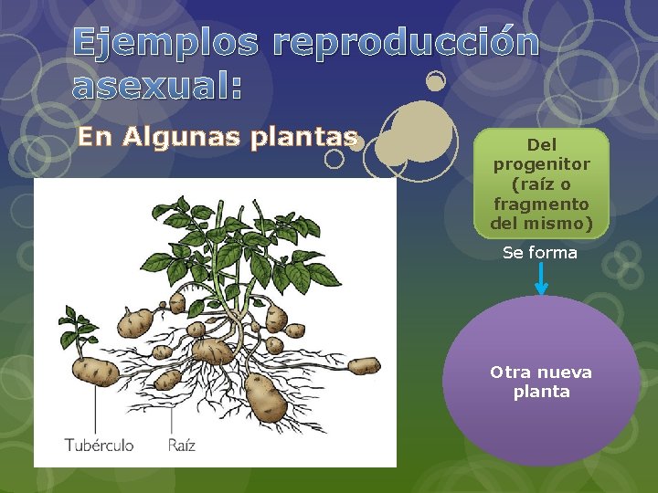 Ejemplos reproducción asexual: En Algunas plantas Del progenitor (raíz o fragmento del mismo) Se