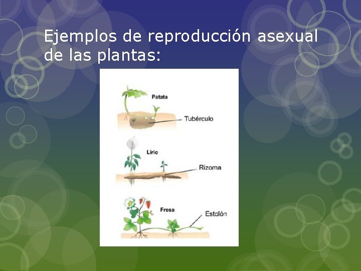 Ejemplos de reproducción asexual de las plantas: 